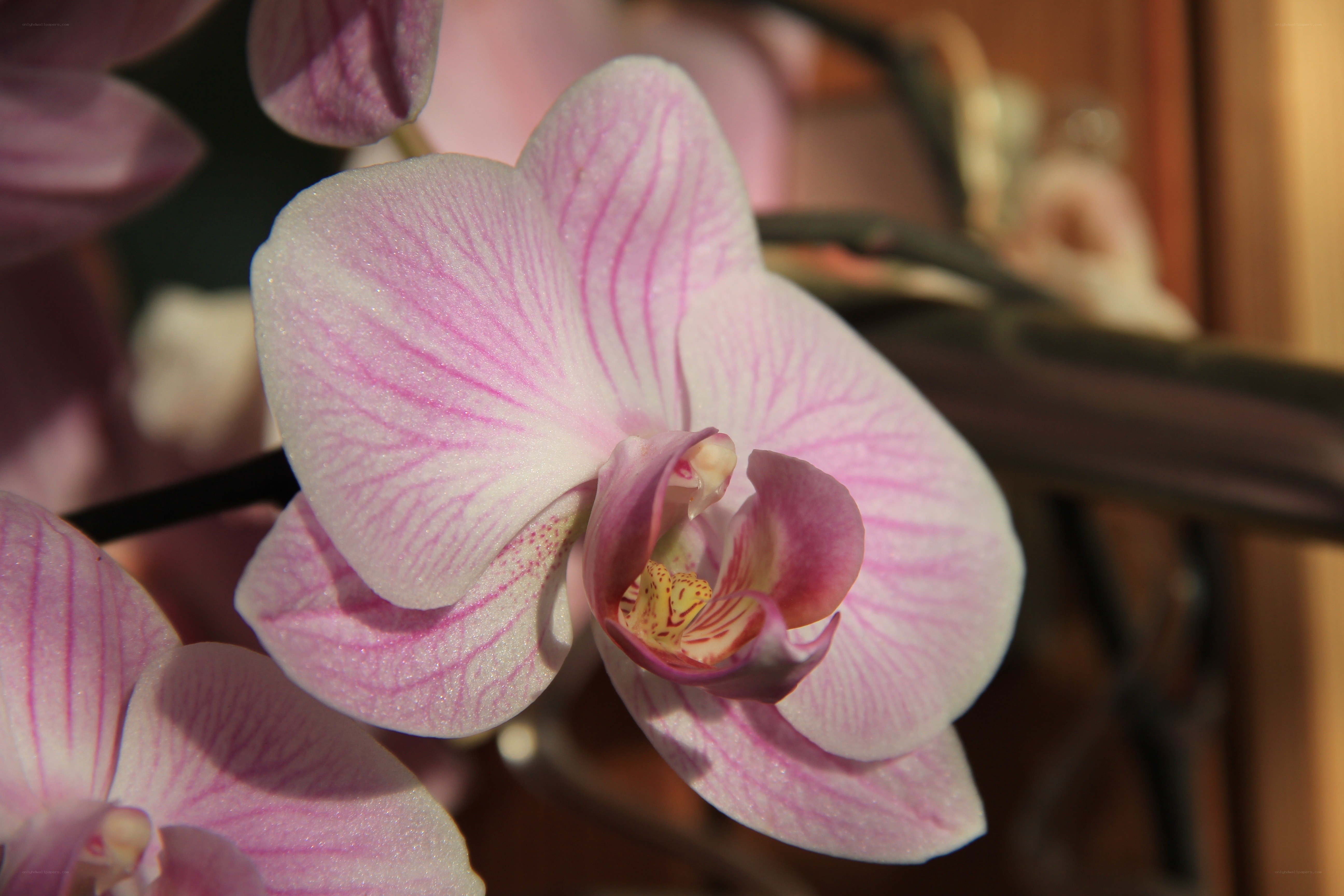 Pink orchid in bloom
