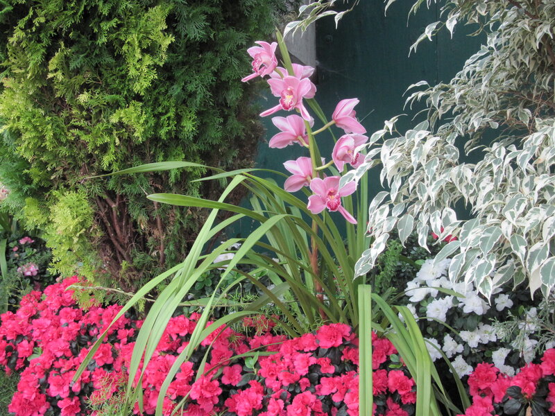 Pink Orchid in Garden