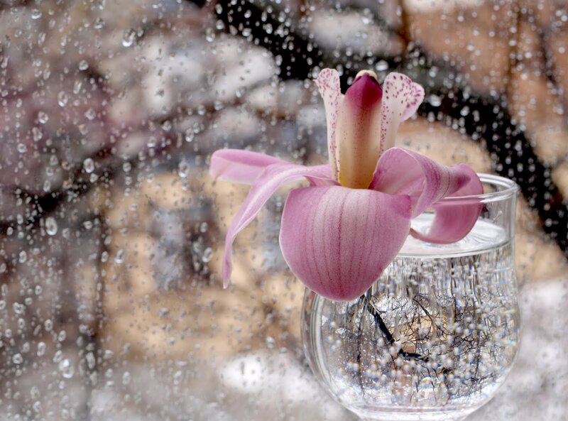 Pink Orchid in Glass