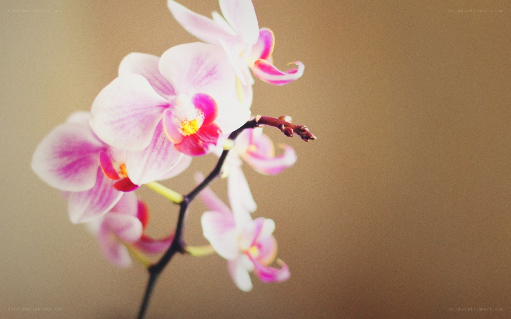 Pink orchid in soft focus