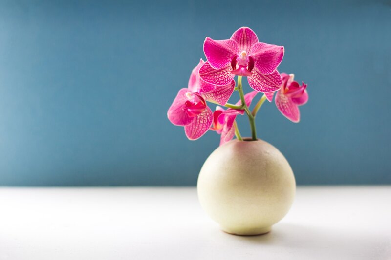 Pink Orchid in Vase — Serene