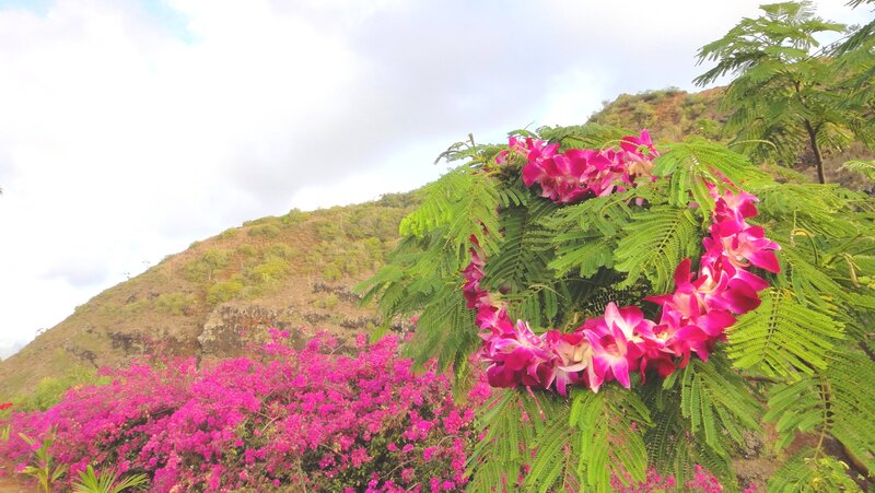 Pink Orchid Lei on Tree