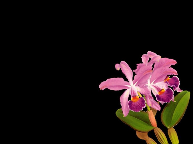Pink orchid on black background