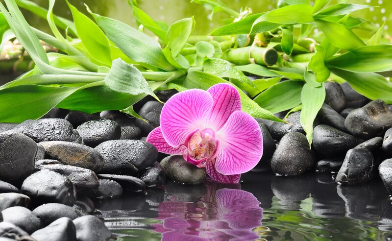 Pink orchid on black stones