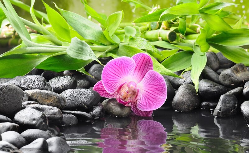 pink orchid on black stones