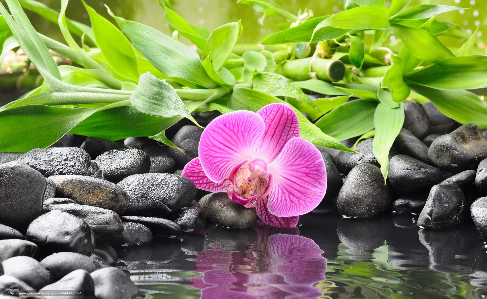 pink orchid on black stones
