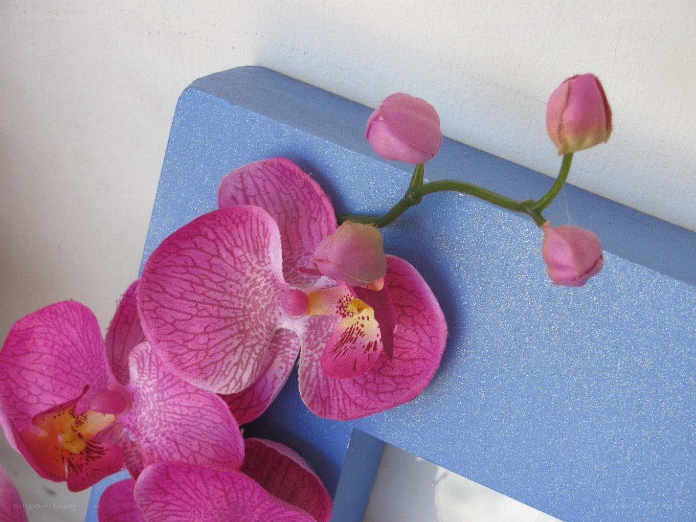 Pink orchid on blue surface