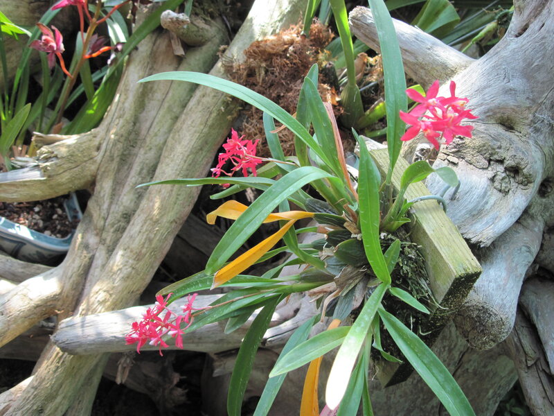 Pink Orchid on Driftwood — Green