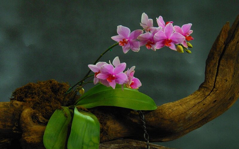 Pink Orchid on Driftwood