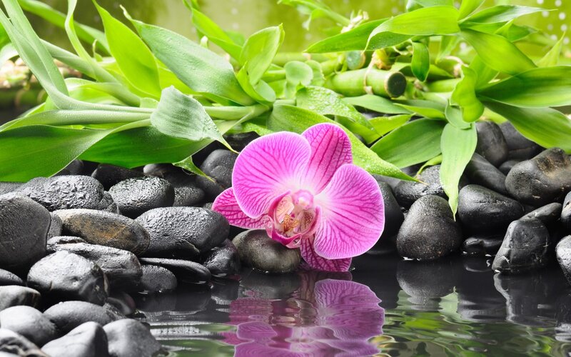 Pink Orchid on Rocks — Purple, Serene