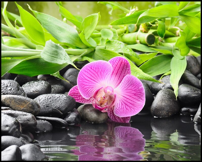 Pink Orchid on Rocks — Purple