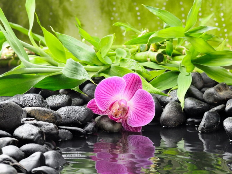 Pink Orchid on Rocks