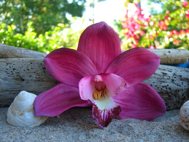 Pink Orchid on Sand