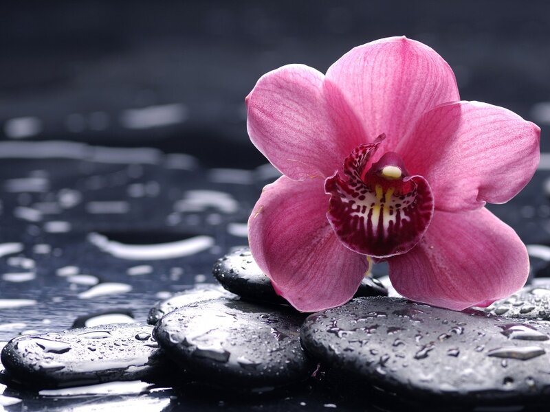 Pink Orchid on Stones — Serene