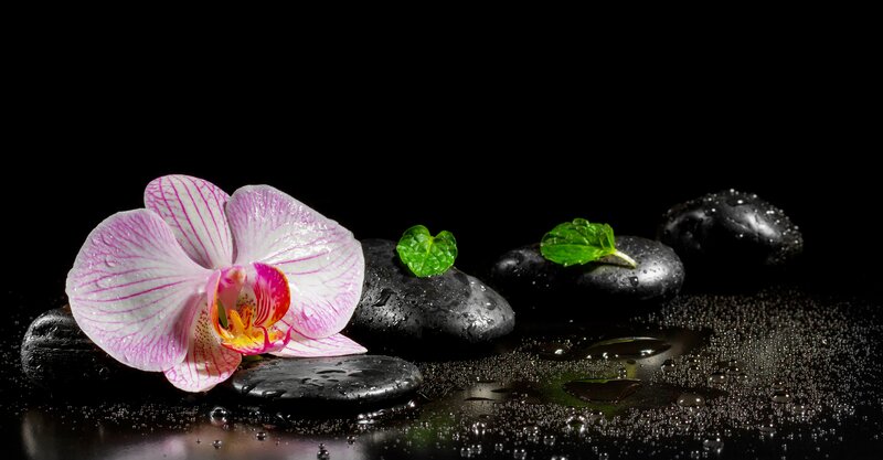 Pink Orchid on Stones