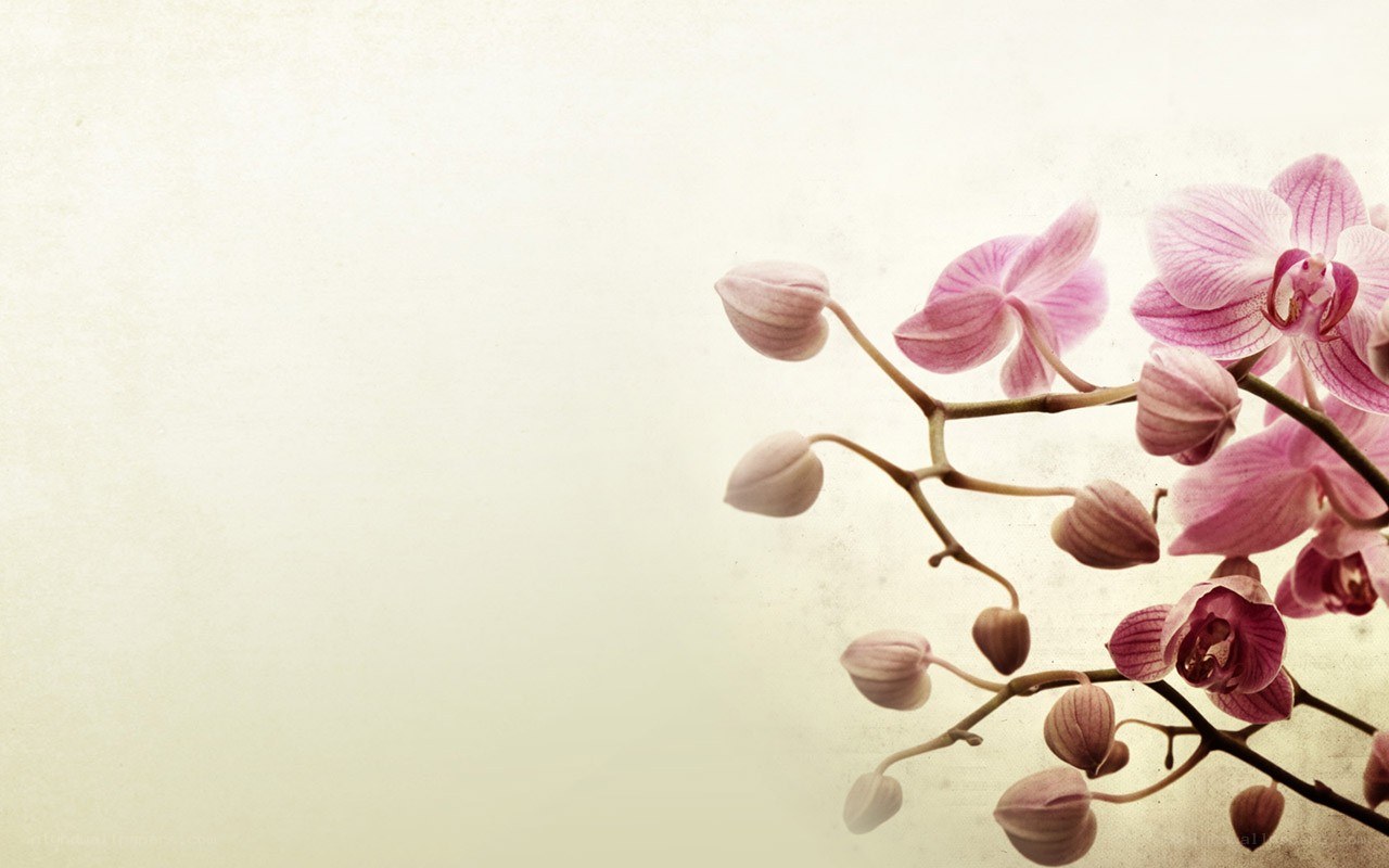 Pink orchid on textured background