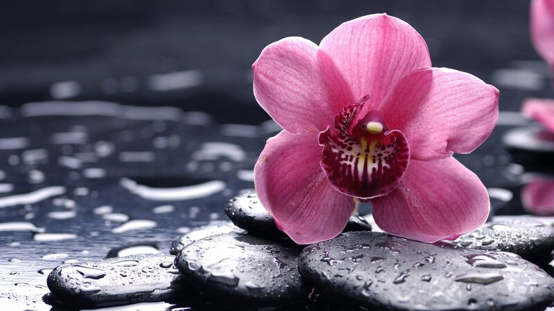 Pink orchid on wet stones