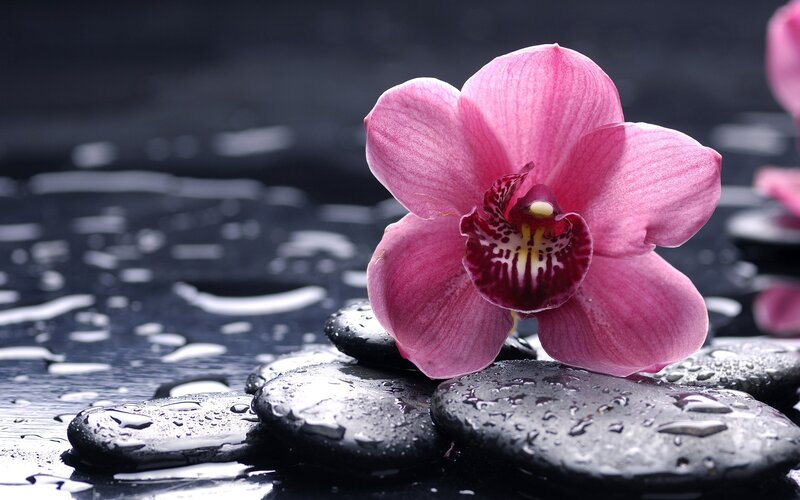 Pink orchid on wet stones