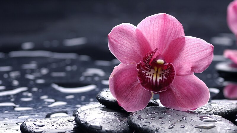 Pink orchid on wet stones