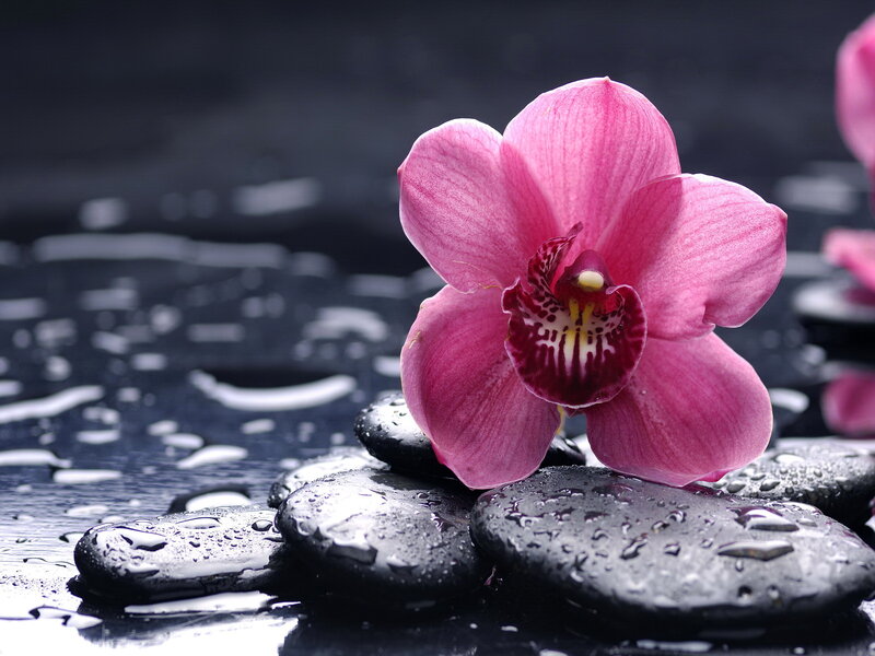 Pink Orchid on Wet Stones — Serene
