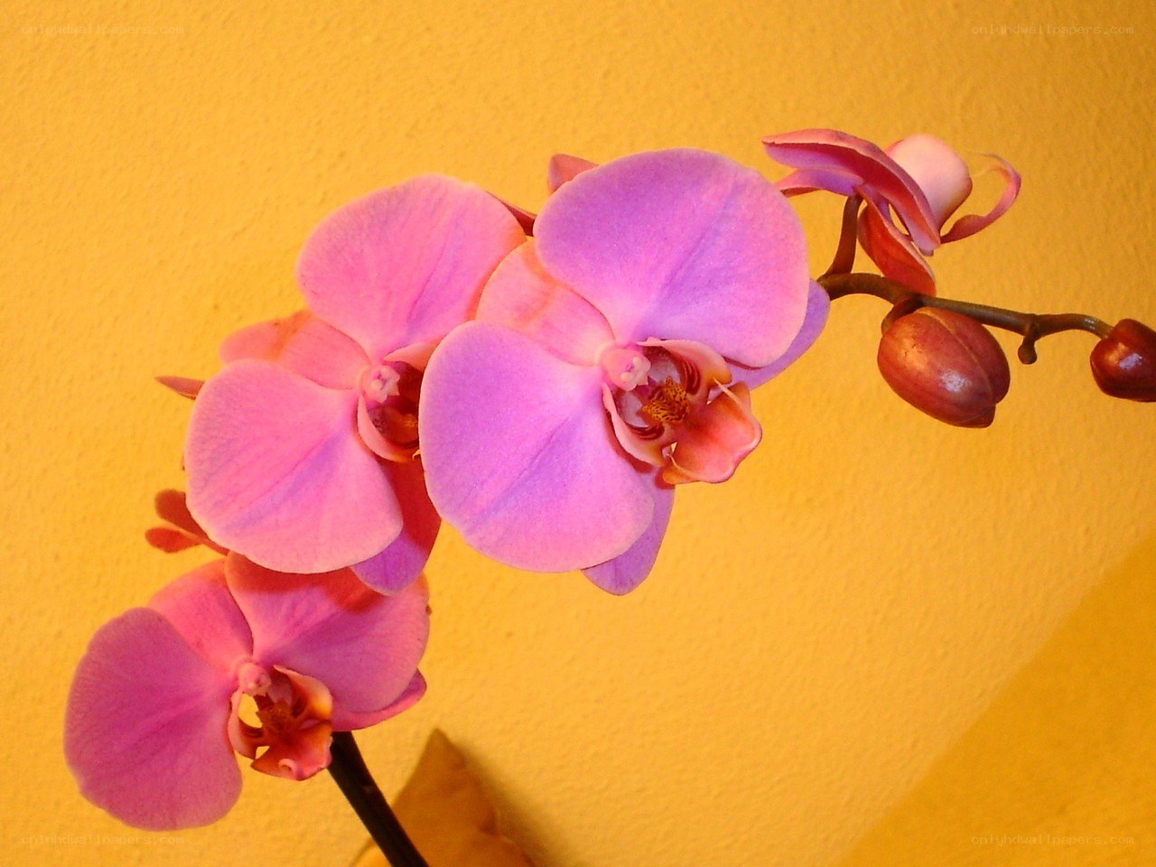 Pink orchid on yellow wall