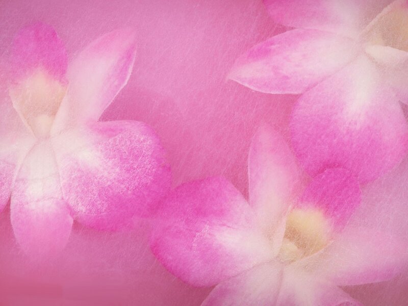 Pink orchid petals on pink background