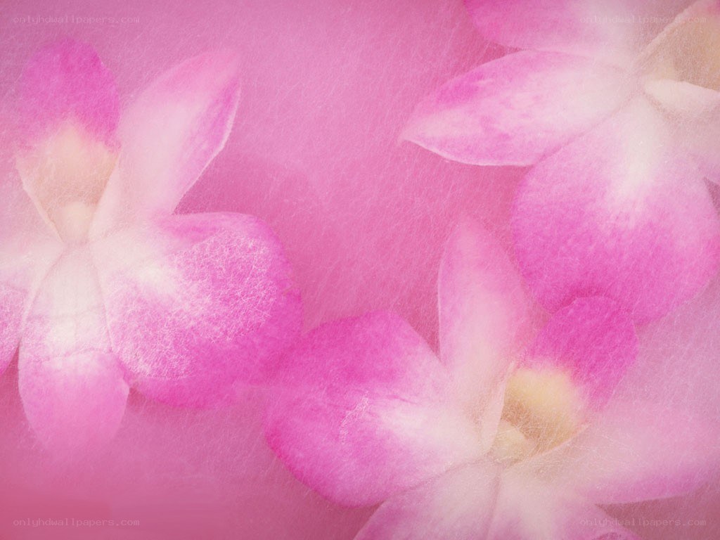 Pink orchid petals on pink background