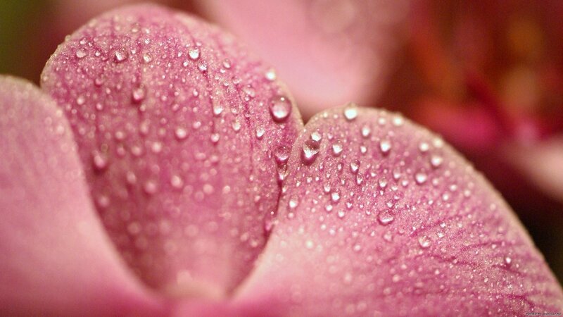 Pink Orchid Petals — Serene