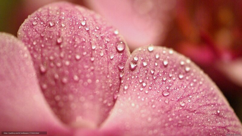 Pink Orchid Petals