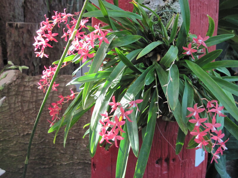 Pink Orchid Plant — Green