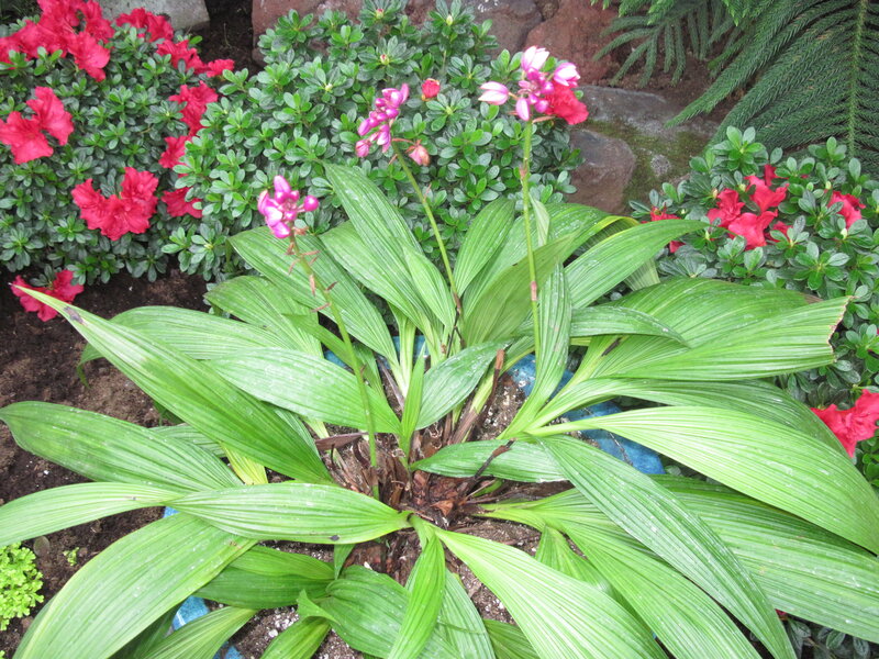 Pink Orchid Plant