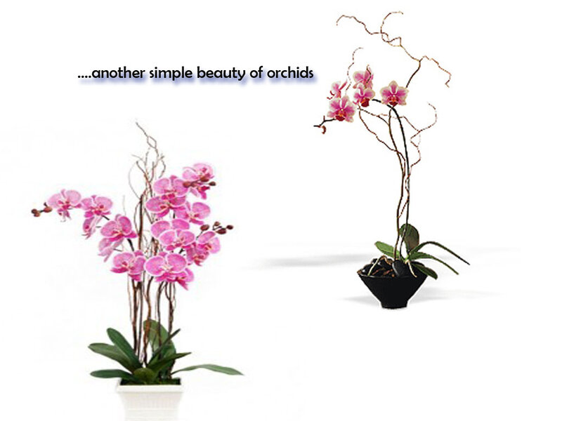 Pink Orchid Plants