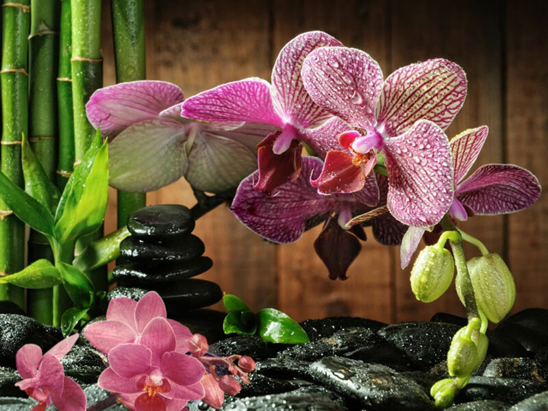 Pink Orchid with Bamboo — Purple