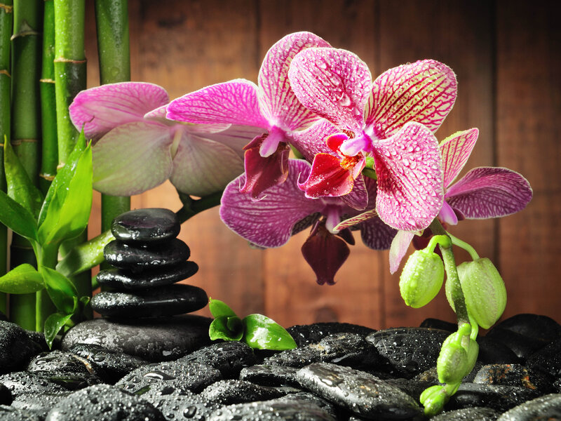Pink Orchid with Bamboo