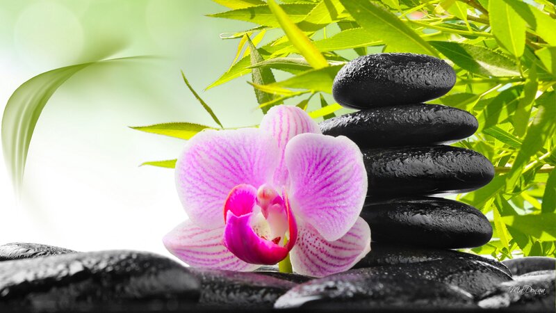 Pink Orchid with Black Stones — Purple
