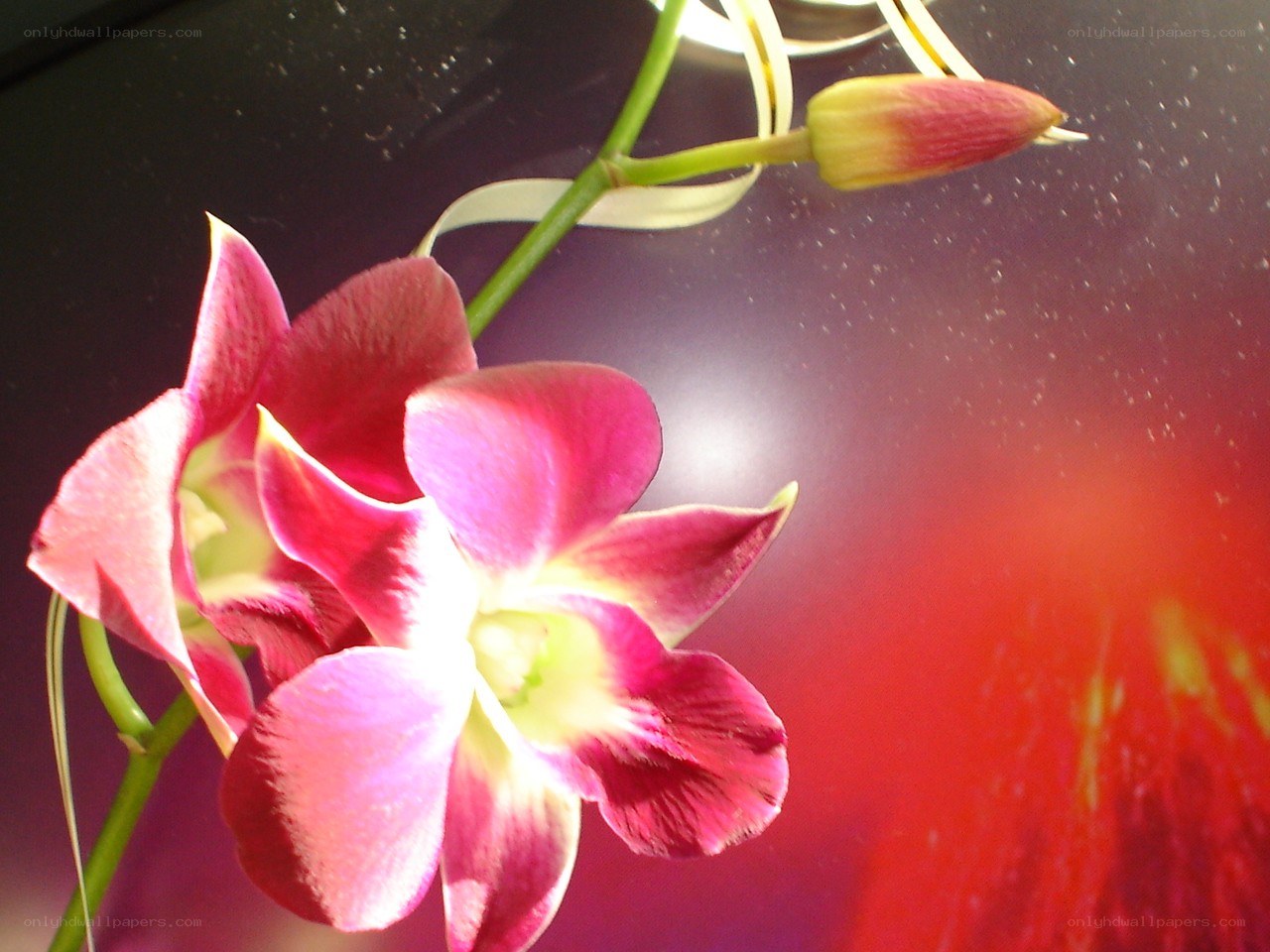 Pink orchid with bud