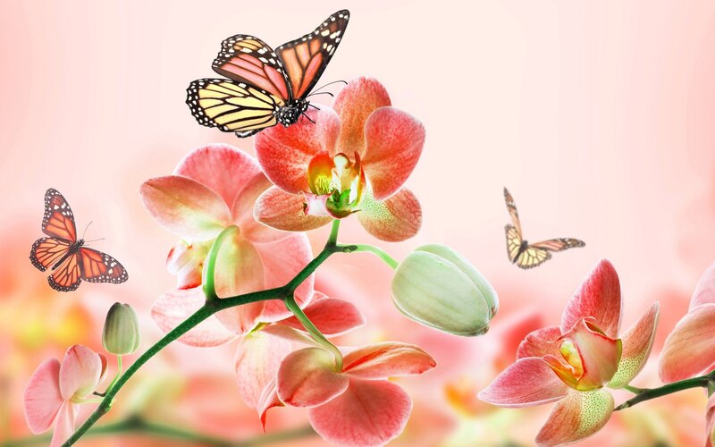 Pink Orchid with Butterflies — Serene, Spring