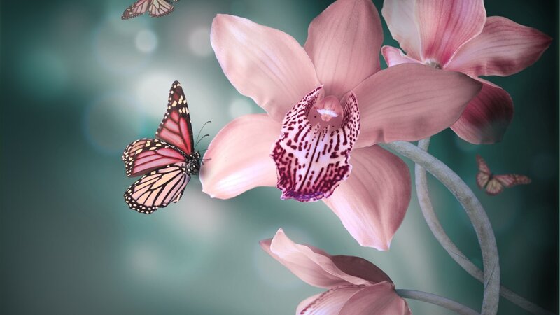 Pink Orchid with Butterflies — Serene