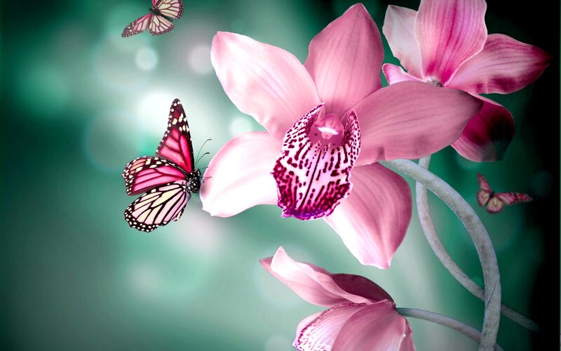 Pink Orchid with Butterflies