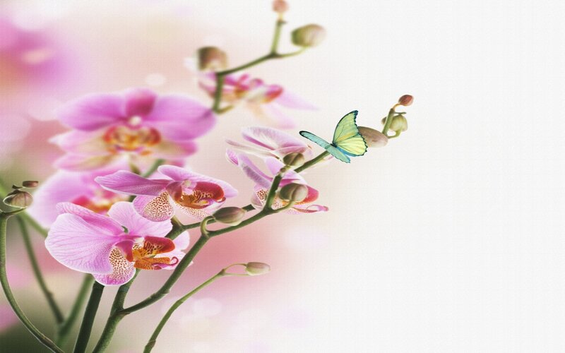 Pink Orchid with Butterfly