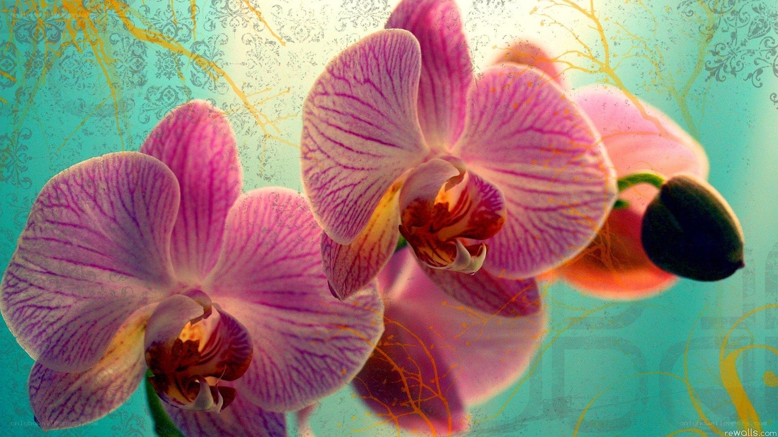 Pink orchid with decorative background