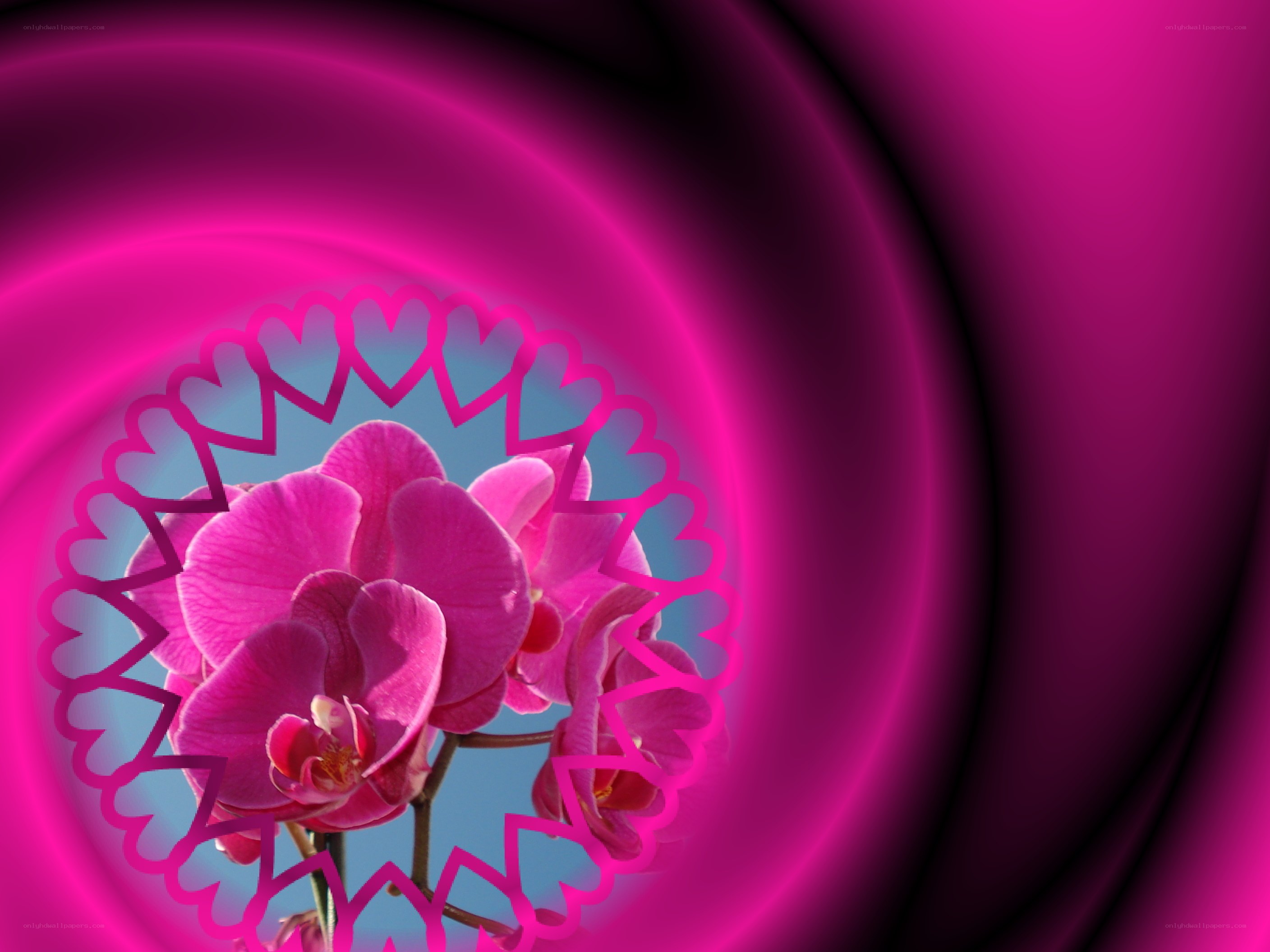 pink orchid with heart frame