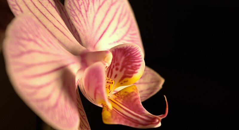 Pink orchid with purple stripes