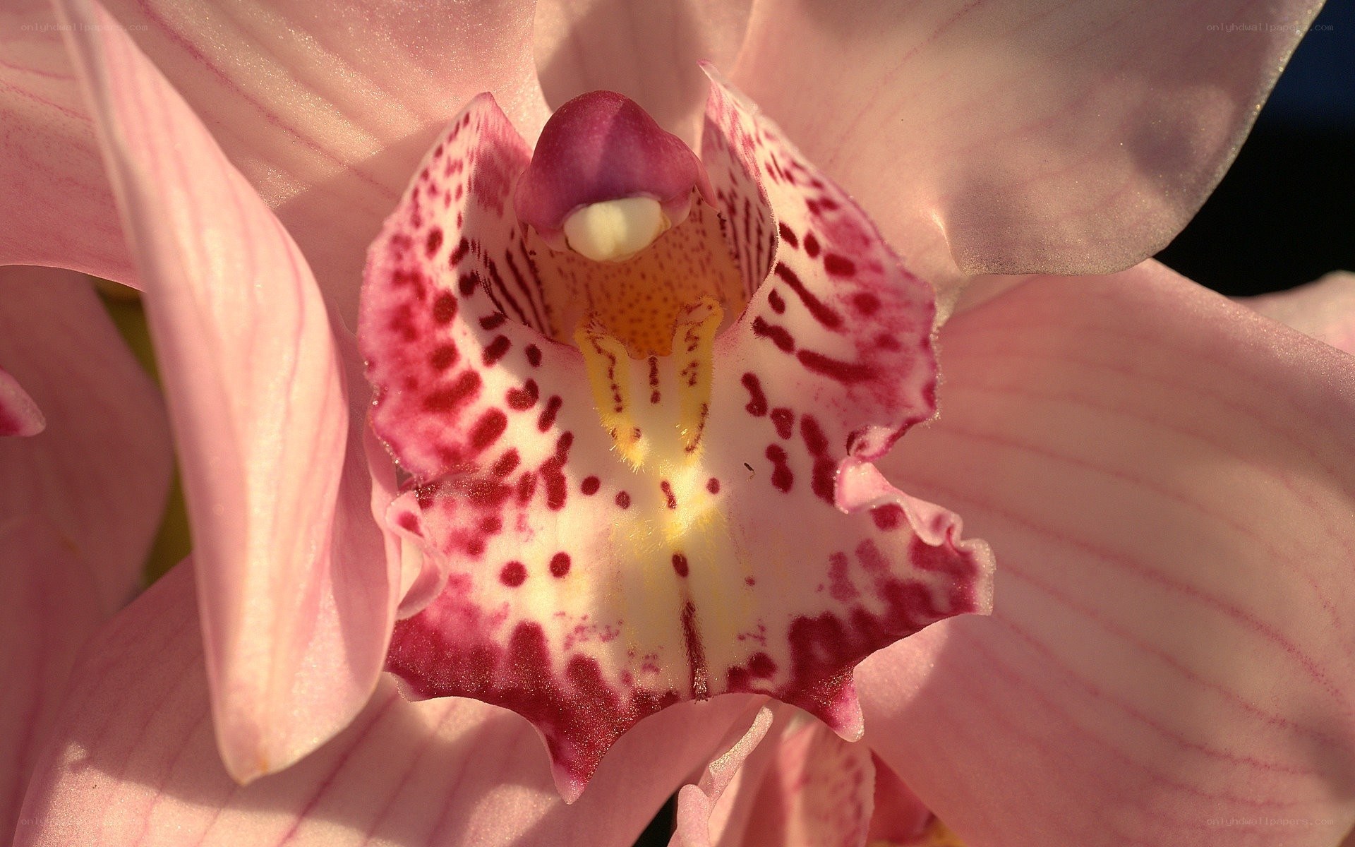 Pink orchid with speckled center
