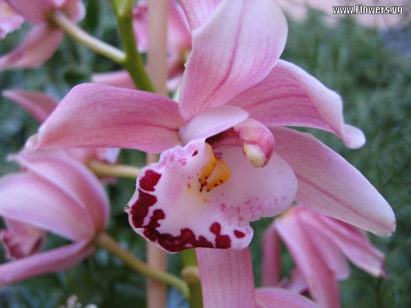 Pink orchid with speckled lip