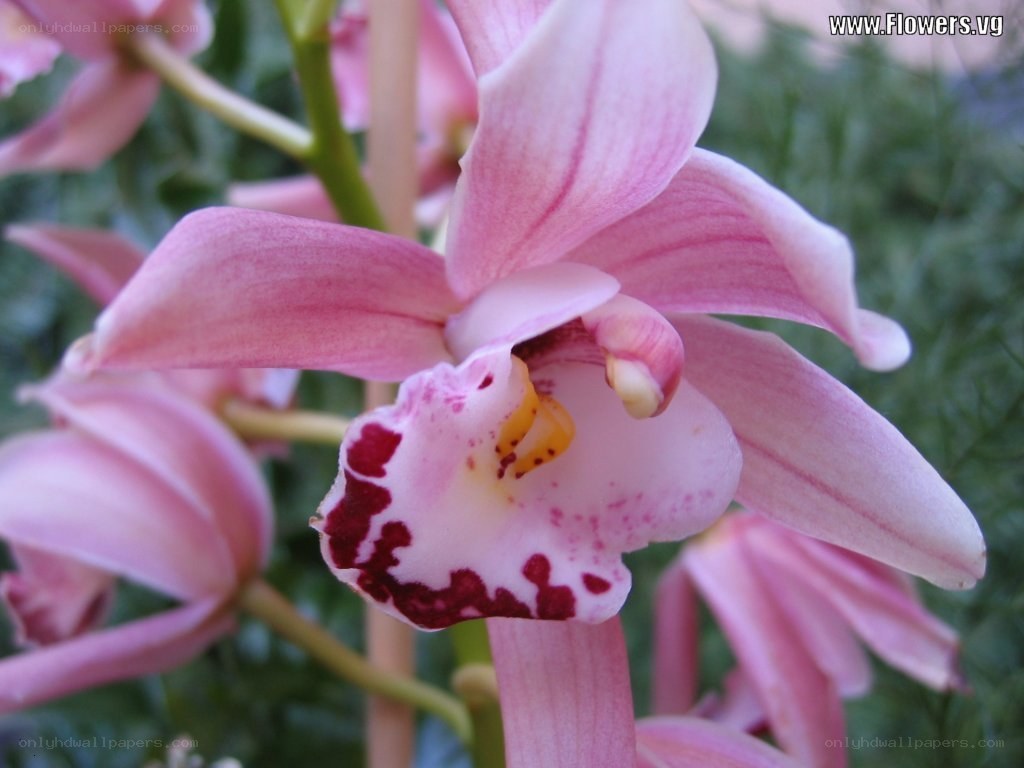 Pink orchid with speckled lip