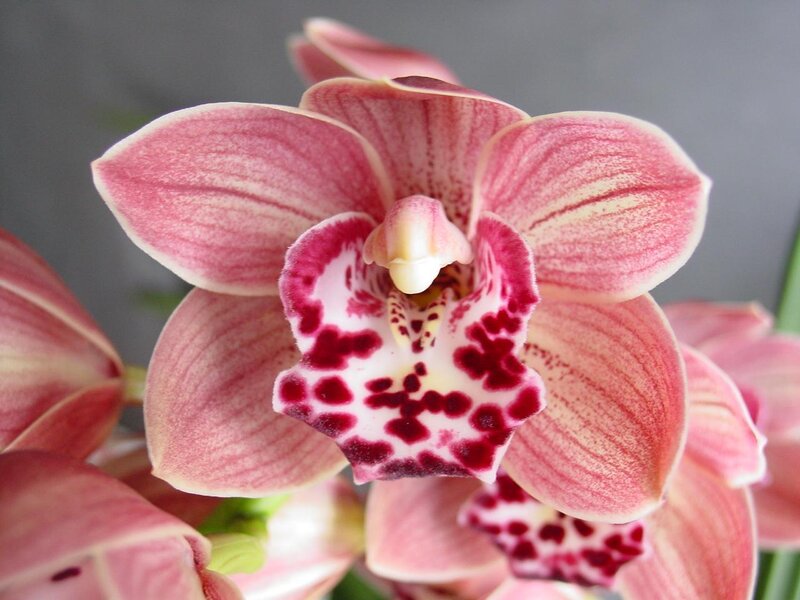 Pink orchid with spotted lip
