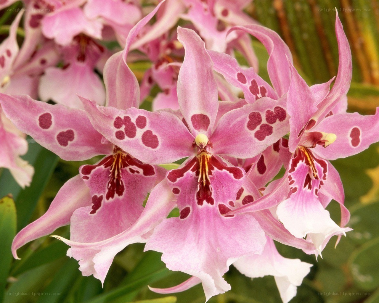 Pink orchid with spotted petals