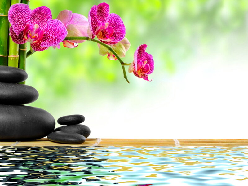 Pink Orchid with Stones — Serene
