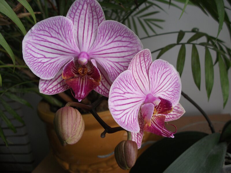 Pink orchid with striped petals